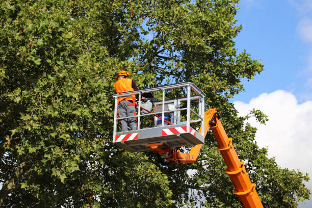 How Our Tree Care Process Works  in  Lenwood, CA