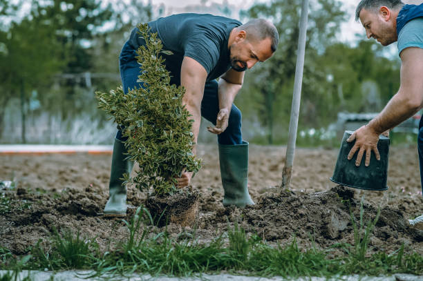 Reliable Lenwood, CA Tree Removal Solutions